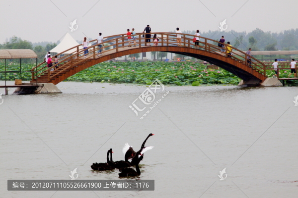 黑天鵝