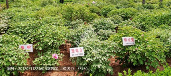洛陽國家牡丹園,牡丹花圃