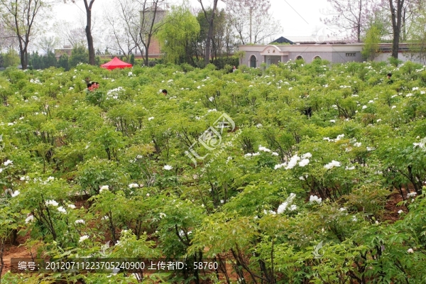 牡丹花圃