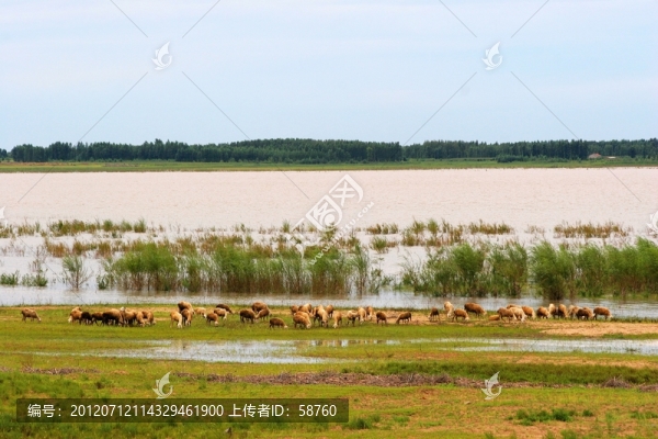 莫力廟水庫,草場羊群