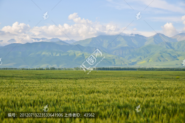 小麥田