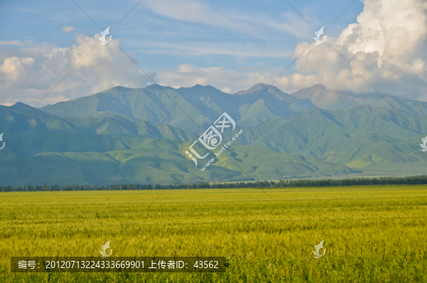 小麥田