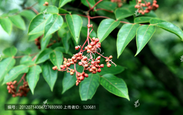 野果