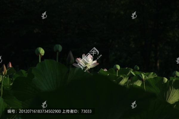 月光下的荷花