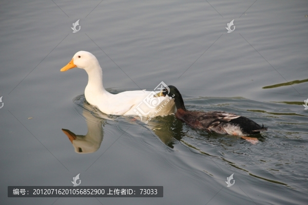 鴨子