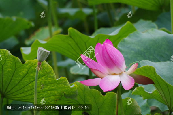 荷花