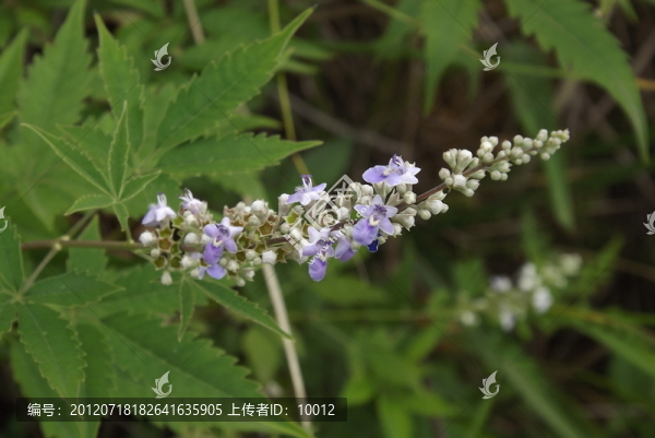 荊花
