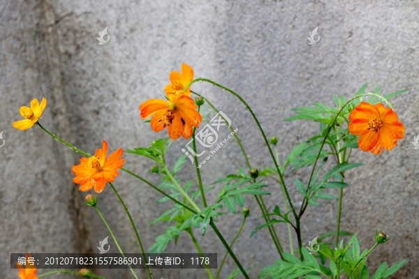 墻角盛開的鮮花
