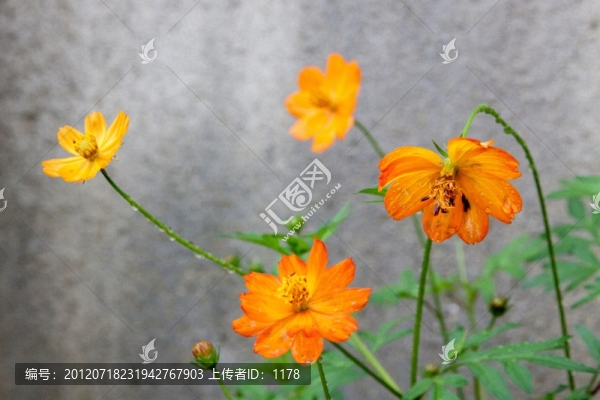 墻角盛開的鮮花