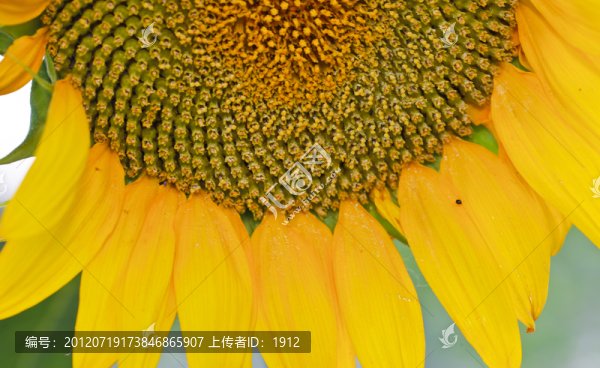 葵花