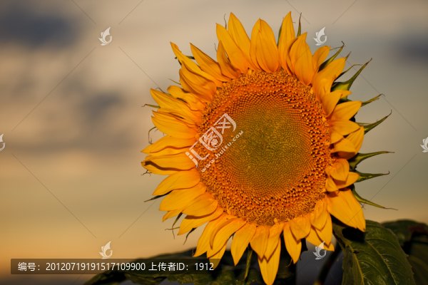 葵花