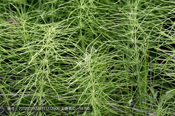 野生植物,林問(wèn)荊