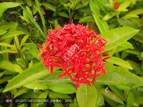 龍船花