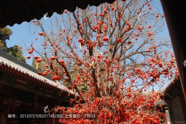 燈籠,,樹(shù)上掛燈籠