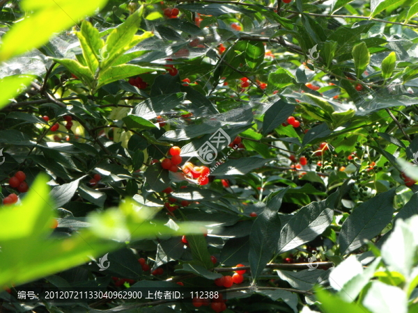 黑龍江特產(chǎn),山丁子