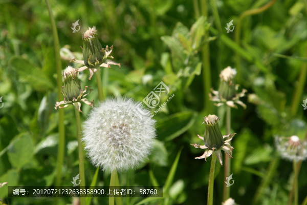 東北蒲公英