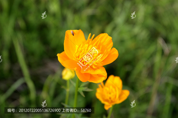 呼倫貝爾野生花卉,金蓮花