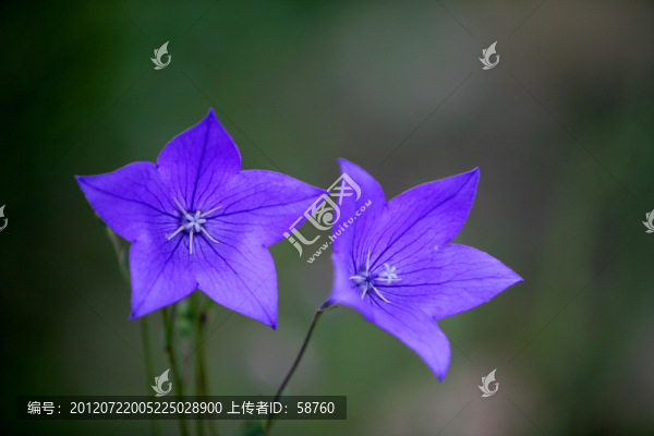 呼倫貝爾草原,桔?；? title=