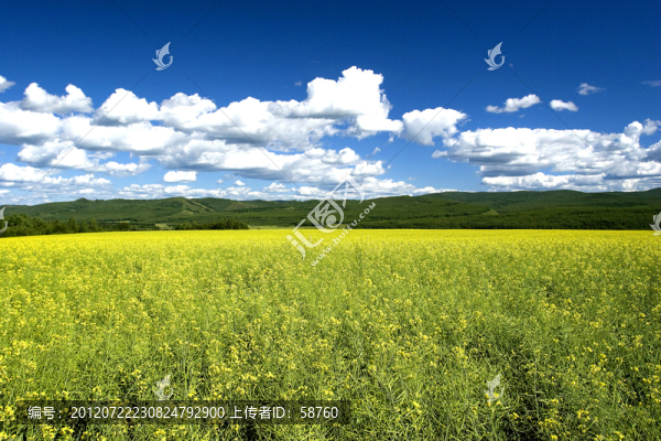 油菜花
