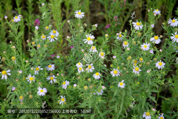 呼倫貝爾草原野生植物,全葉馬蘭