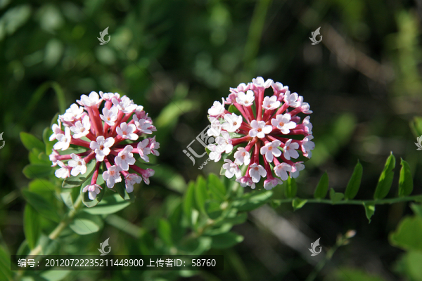 瑞香狼毒花蕾