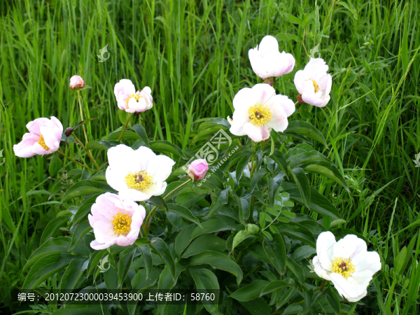 芍藥