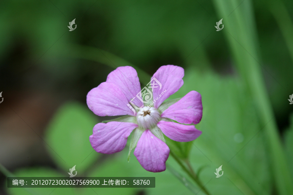 野生植物,鼠掌老鸛草