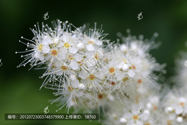 柳葉繡線菊