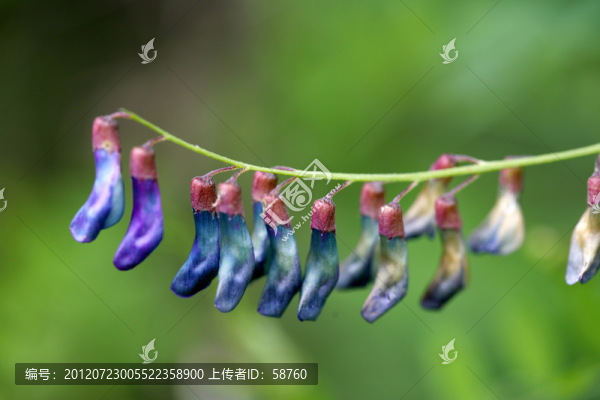 野豌豆