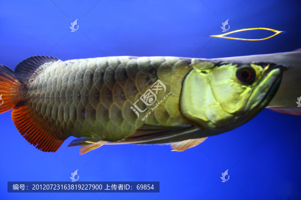 金龍魚