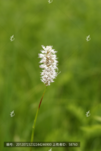 野生植物,狐尾蓼