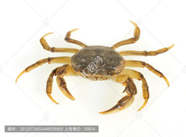 河蟹