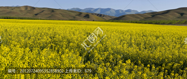 油菜花
