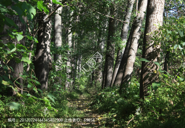 楊樹林
