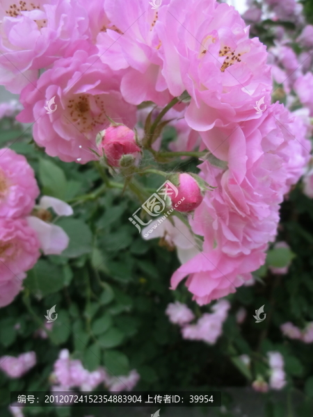 薔薇花