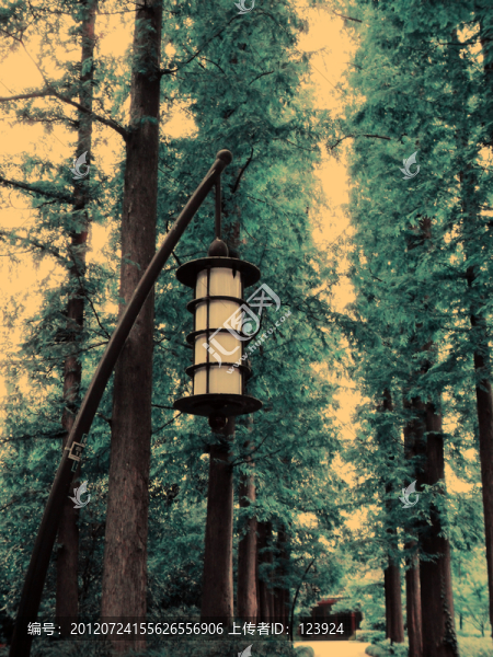树林里的路灯