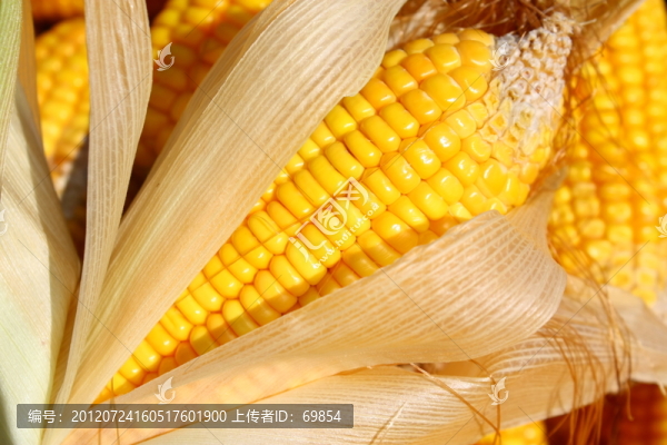 玉米棒