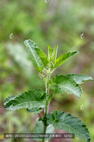 野生植物,大婆婆納