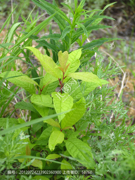 野生植物,柳葉繡線菊