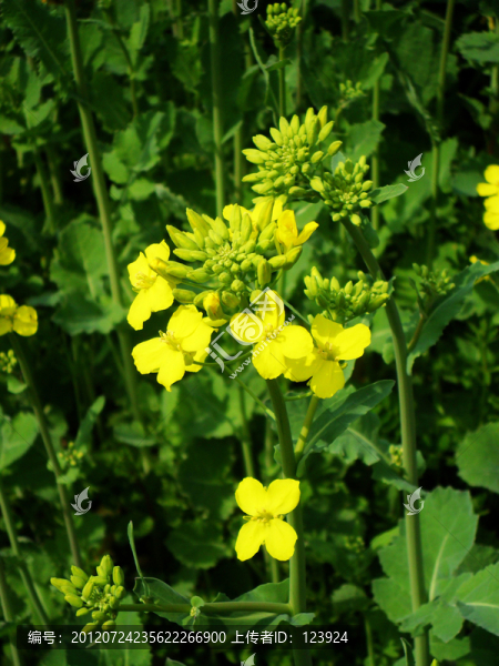 油菜花開