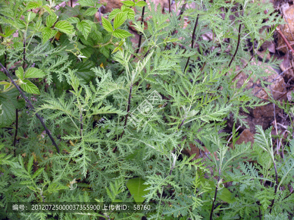 呼倫貝爾野生植物,鐵桿蒿
