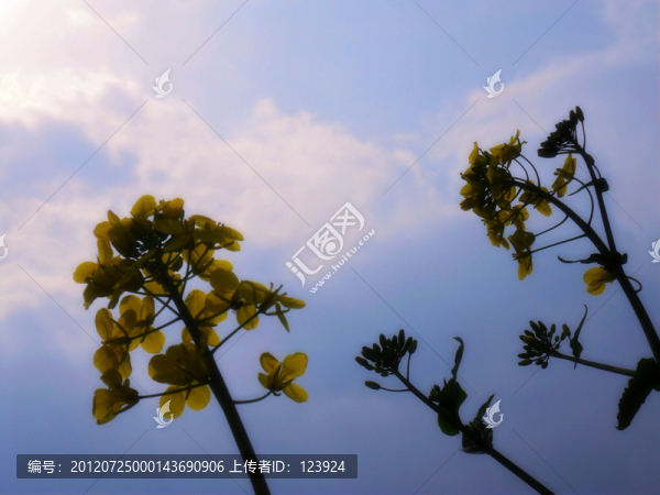 油菜花開