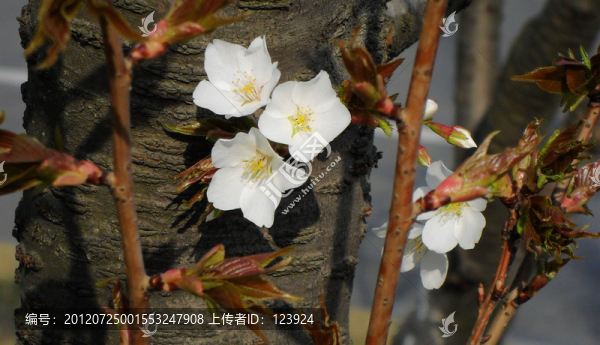 雜樹(shù)生花