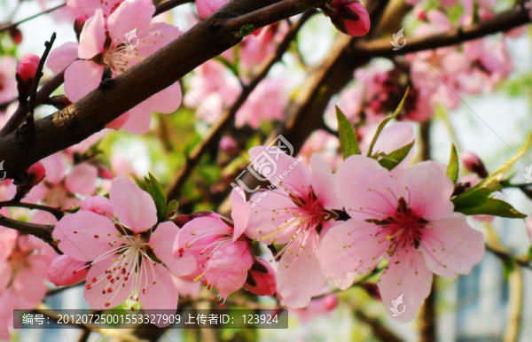 桃花燦爛