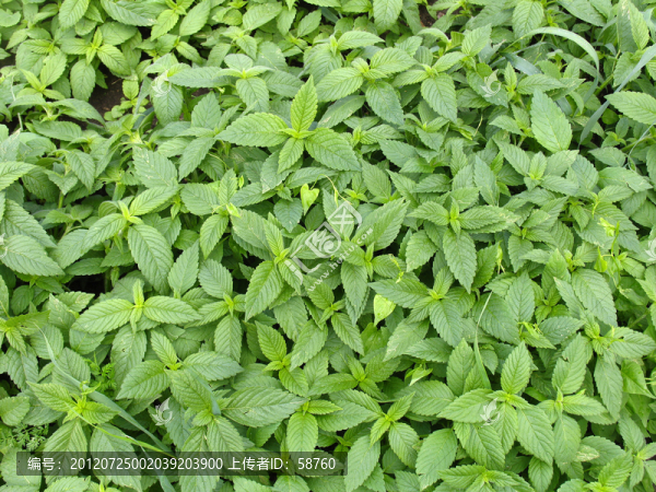 野生植物,鼬瓣花