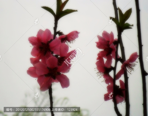 桃花燦爛