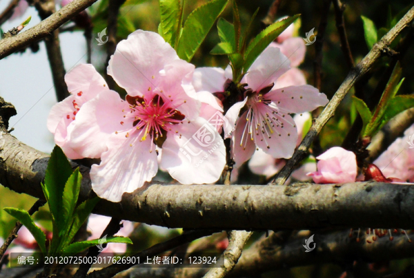 桃花
