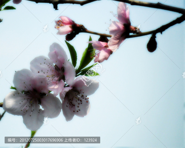 桃花燦爛