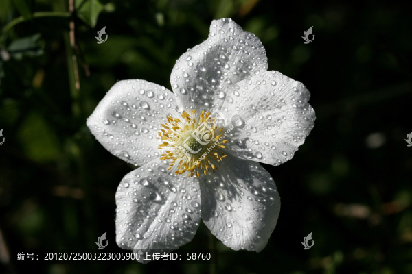 大花銀蓮花