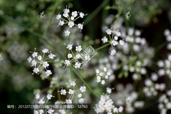 野生植物,東北羊角芹